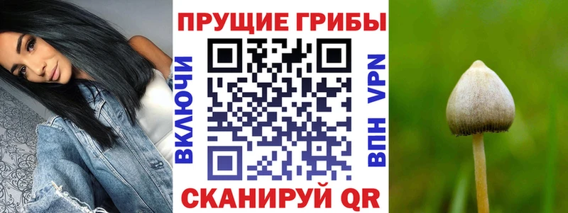 Псилоцибиновые грибы Psilocybine cubensis  Нарткала 